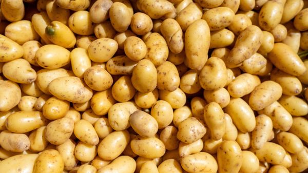 The world&rsquo;s most common vegetable is enjoying a great year image