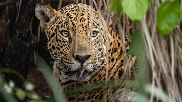 The battle to save South America&rsquo;s skull-crushing big cat image