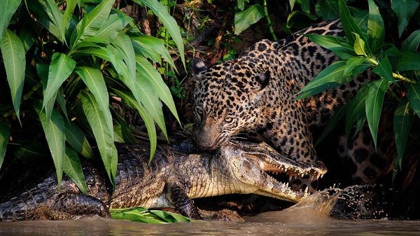 The battle to save South America&rsquo;s skull-crushing big cat image