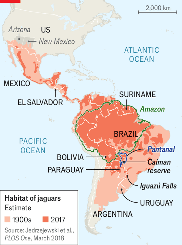 The battle to save South America&rsquo;s skull-crushing big cat image