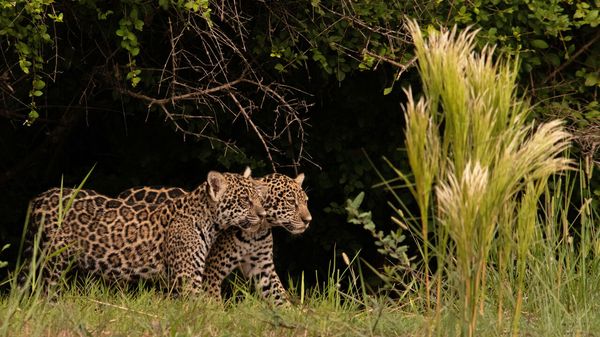 The battle to save South America&rsquo;s skull-crushing big cat image