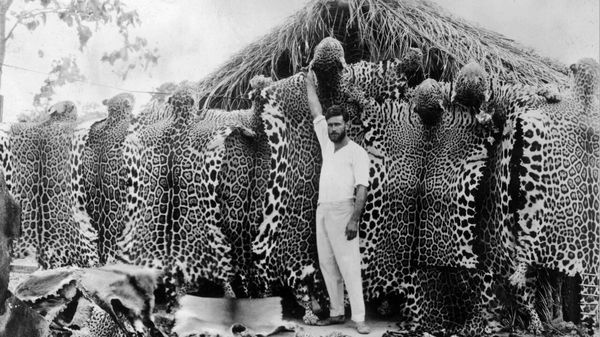 The battle to save South America&rsquo;s skull-crushing big cat image