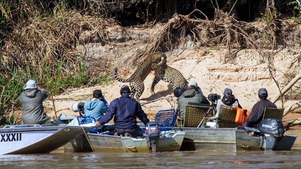 The battle to save South America&rsquo;s skull-crushing big cat image