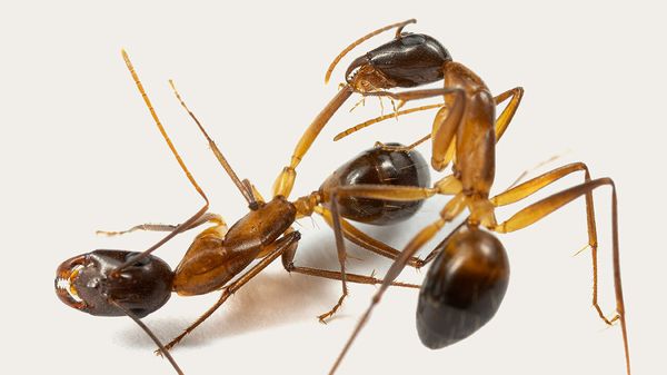 Humans are not the only animals that treat each other&rsquo;s injuries image