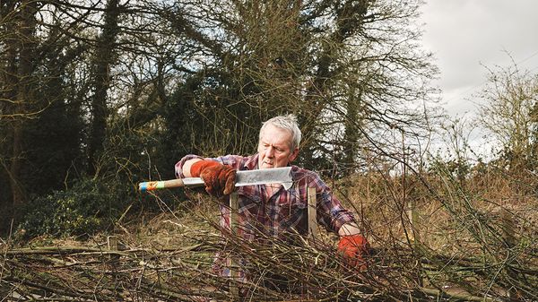 Why the British government is spending more on hedgerows image