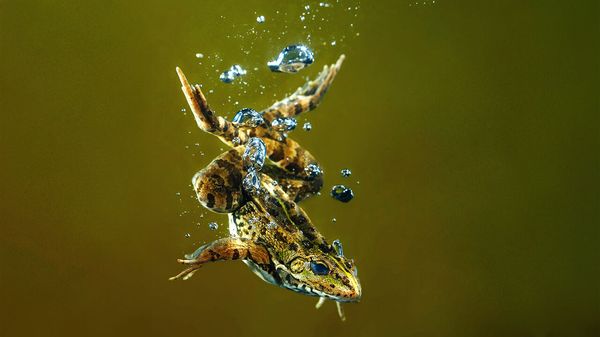 Mummified reptiles are revealing how breathing evolved image