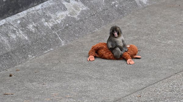 Punch, a young Japanese macaque, has hit a nerve image