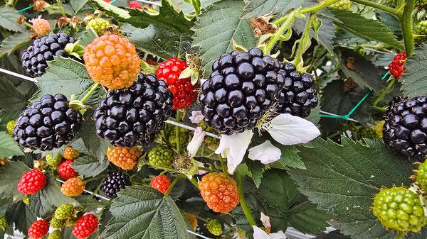 A basket of new fruit varieties is coming your way image