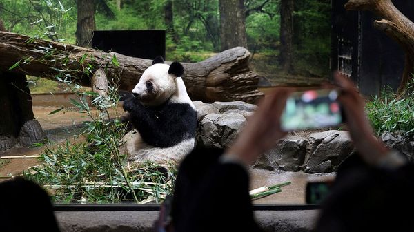 For the first time in 54 years there are no pandas in Japa image