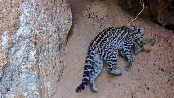 Where should predators hang out if there are no watering holes? image