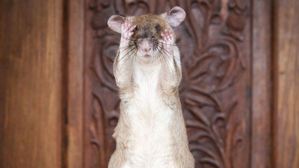 Cambodia honours a life-saving rat image