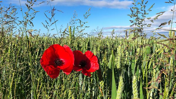 English farming is changing quickly, for the better image